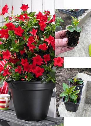 ❤️ дипладенія ‘classic red’ (dipladenia) швидкозростаюча ліана з вражаючим червоним цвітінням1 фото