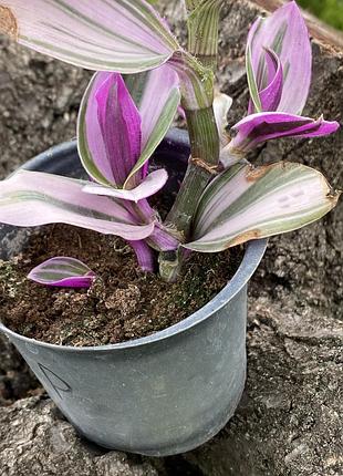 🌿 живець  традесканції «тріколор» (tradescantia 'tricolor')2 фото