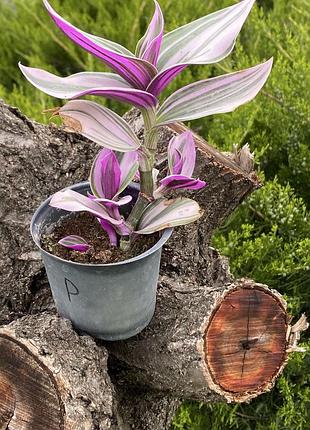 🌿 живець  традесканції «тріколор» (tradescantia 'tricolor')1 фото