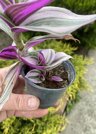 🌿 живець  традесканції «тріколор» (tradescantia 'tricolor')3 фото