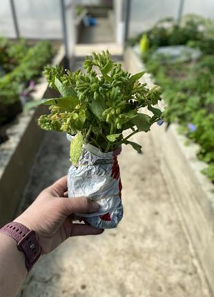 🌱 саджанець медуниці (pulmonaria) 6