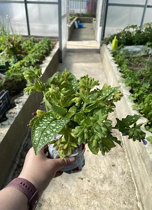 🌱 саджанець медуниці (pulmonaria) 5