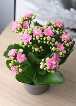 Каланхое