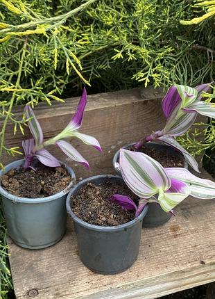 🌿 живець  традесканції «тріколор» (tradescantia 'tricolor')6 фото