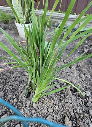 Ирис узколистный