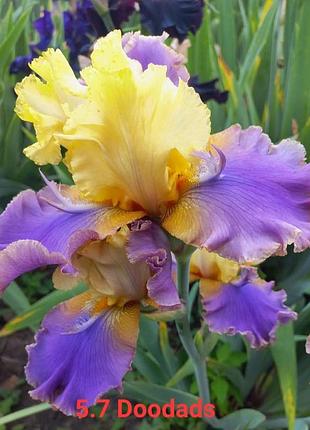 Іриси високі сортові з рожками