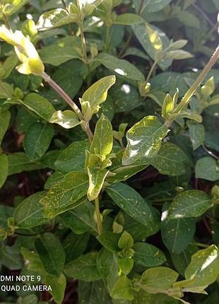 Жимолость японская