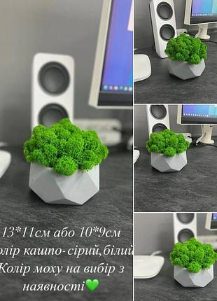 Бетонне кашпо з мохом