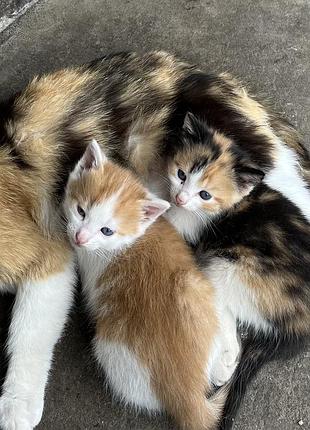 Віддам в добрі руки