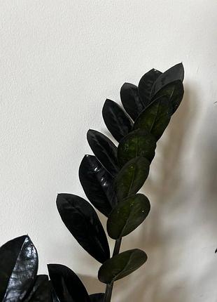 Земіокулькас равен чорний raven zz zamioculcas кімнатні рослини
