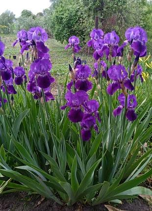 Ирисы полотенца многолетние цветы
