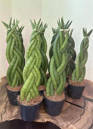 Сансевієрія циліндрична (sansevieria cylindrica)