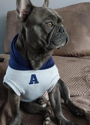 Клубная толстовка для собак