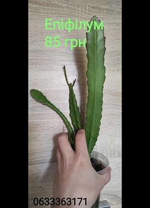 Епіфілум, кактус