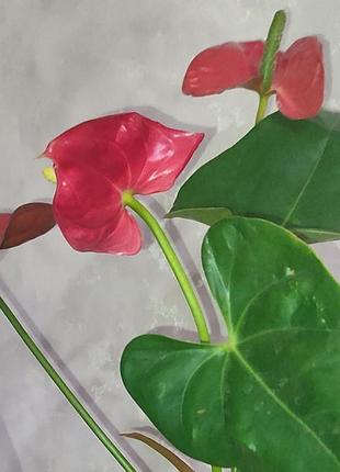 Антуріум червоний