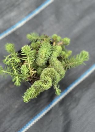 Очитки/седуми