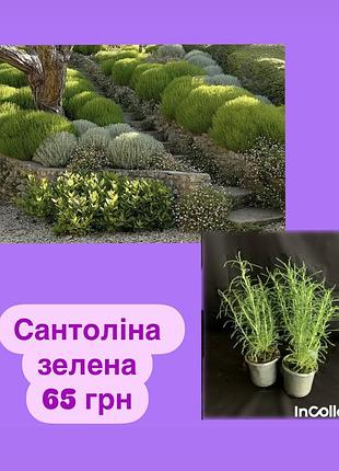 Сантоліна зелена
