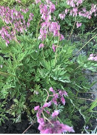 Діцентра , dicentra 2