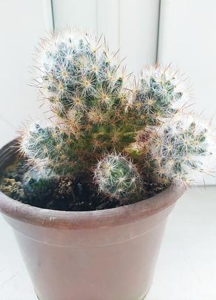 Кактусы молодые средние 3
