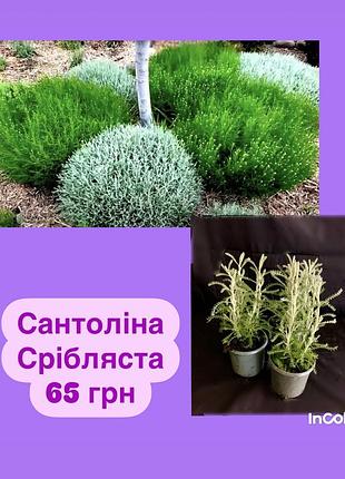 Сантоліна срібляста
