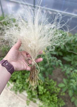 🌾стіфа ✨ букет ковили 🌾ковила ковиль сухоцвіт🌾 4
