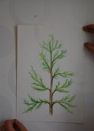 Картина растение, тропический принт, бохо, этно, тропики1 фото