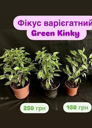 Фікус варієгатний green kinky