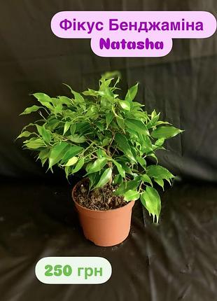 Фікус бенджаміна natasha