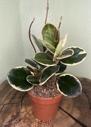 Хойя аустраліс блонді (hoya australis blondie)