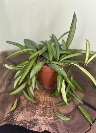 Хойя, hoya wayetii