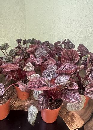 Пеперомія каперата (peperomia caperata).