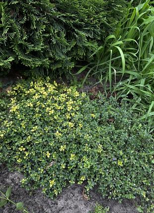 🌱лимонный чабрец с пестрыми листьями🌿