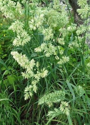 Декоративный высокий злак