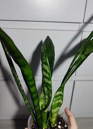 Сансевєрія sansevieria кімнатні рослини