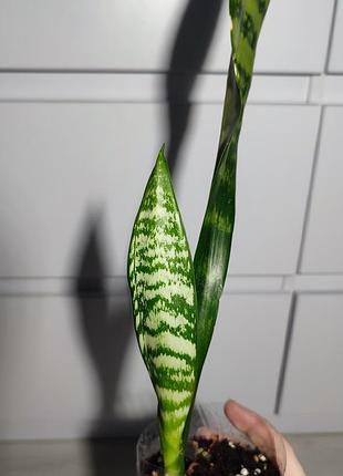 Sansevieria сансеверия комнатные растения