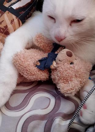 Котик 1 год