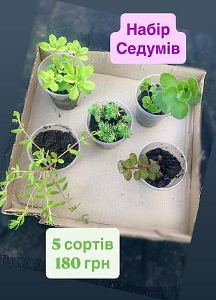 Набір седумів, очітків 5 сортів