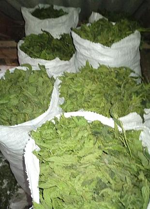 Продам сухі вершки молодої кропиви хорошої якості