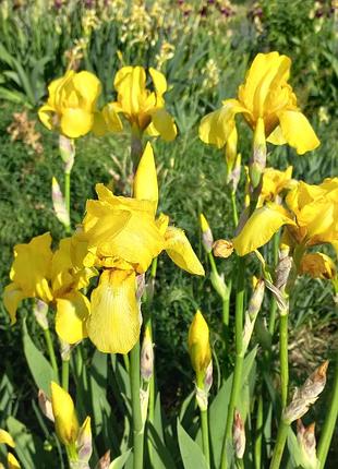 Цветы ирисы