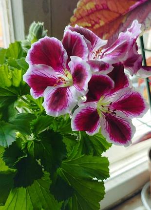Пеларгония королевская