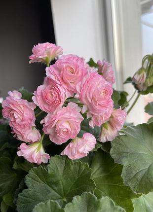 Пеларгонія сортова