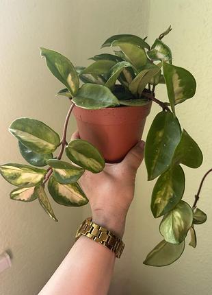 Хойя карноса триколор (hoya carnosa tricolor)