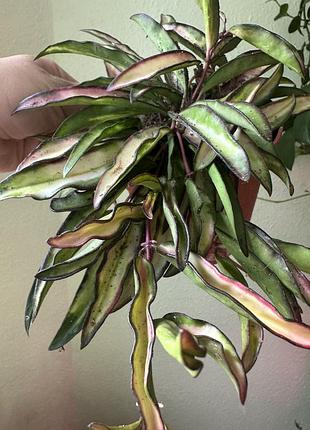 Хойя вайєті триколор (hoya wayetii tricolor)