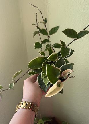 Хойя карноса крімсон квін (hoya carnosa crimson queen)