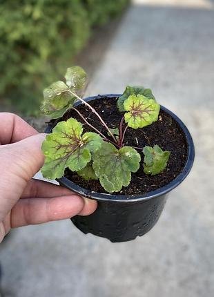 🌱многорічна рослина 🌱 гейхера☘️9 сортів🌳для тінистого саду3 фото