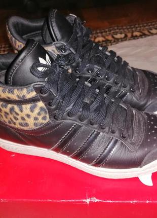 Кросівки adidas