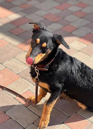 Чудо песик в добрі руки