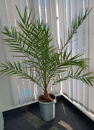 Пальма фінікова для дому/офісу