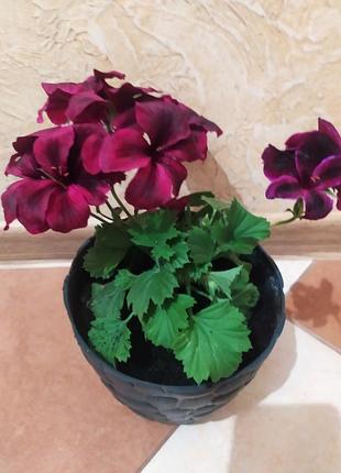 Пеларгонія королівська