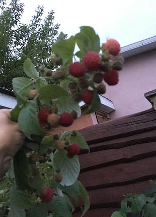 Саджанці вишні малини форзиції бересклету 6